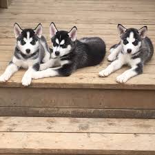 Our mission (and passion) is to help get homeless pets out of the shelters and into loving homes. The Ups And Downs Of Adopting A Siberian Husky Petlife