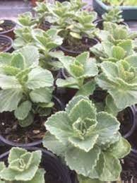 Image result for Coleus caninus