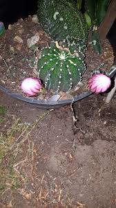 We did not find results for: Rainbow Burst Cactus Prior To Blooming Succulents Plants Bloom