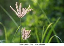 Image result for Chloris pycnothrix