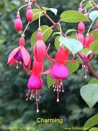 Fuchsia Charming Fuchsia Pretty Flowers Flower Garden