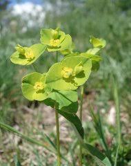 Image result for Euphorbia mossambicensis