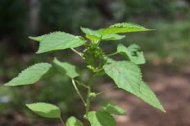 Image result for Acalypha lanceolata