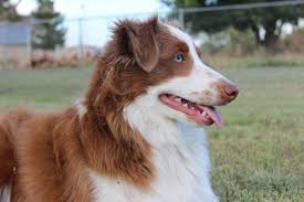 Find australian shepherd puppies in dogs & puppies for rehoming | 🐶 find dogs and puppies locally for sale or adoption in ontario : Mini American Shepherd Breeder Texas
