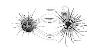 Radiolaria - Wikipedia