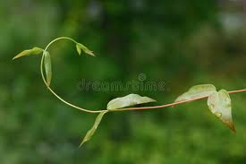 Image result for Gelsemiaceae