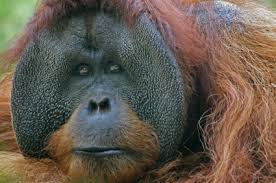 Learn about toucan rescue ranch's environmental education programs! Bornean Orangutan Facts Endangered Animals