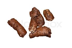 Hund Kot Stock Bild Colourbox