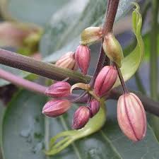 Clematis armandii 'apple blossom' other names. Clematis Amandii Apple Blossom Nurseriesonline