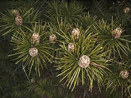 The Gardening Guru S Plant Of The Month Page