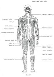 Muscles in the body front and back : Labeled Muscles Of Lower Leg Yahoo Search Results Muscle Diagram Human Muscle Anatomy Body Organs Diagram