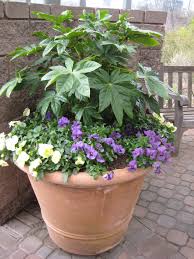 Check spelling or type a new query. Find Out Which Evergreens Work Wonders In Containers Hgtv