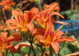 Maybe you would like to learn more about one of these? 10 Spring Plants That Are Dangerous For Dogs And Cats