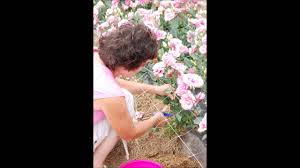 Based on what factor does the fullness meter return to normal. Pick Your Own Flowers Hope Valley Gardens