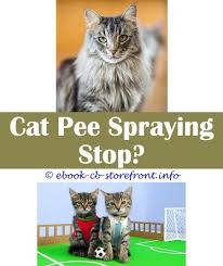 17 Beauteous Essential Oils To Stop Cat Spraying Admirable