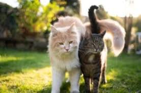 Ma tutti i gatti, se privati la stimolazione mentale di cui hanno bisogno, compiranno azioni sgradevoli. Le Razze Di Gatti Piu Belle Ed Interessanti La Guida Completa