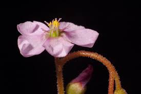 Image result for Drosera natalensis