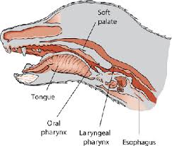 The bacteria which causes strep throat in humans does not always lead to the same condition in dogs. Disorders Of The Pharynx Throat In Dogs Dog Owners Veterinary Manual