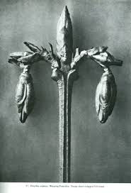 Blossfeldt Weeping Forsythia With Images Karl Blossfeldt Natural Form Art Karl