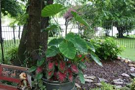 Esculenta (l.) schott, colocasia antiquorum var. Philodendrons Elephant Ears And Other Aroids Forum Elephant Ears Colocasia Alocasia Xanthosoma And Caladium Garden Org