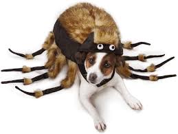4 Spider Dog Costumes: Best Spider Costumes for Dogs