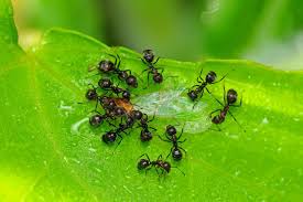 There are several species that may be found infesting homes and other buildings. How To Get Rid Of Ants In The House And In Your Yard Hgtv