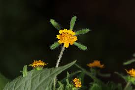 Image result for Sigesbeckia