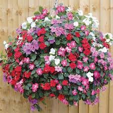 Impatiens In Hanging Baskets Impatiens Are Great In Hanging Baskets Some Of The New Range O Hanging Flower Baskets Plants For Hanging Baskets Hanging Garden