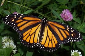 monarch butterfly wikipedia