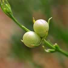 Image result for Menodora