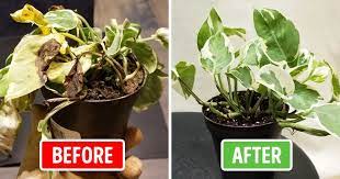 Whether you can save this one, or you need to get a new one, you'll want to learn how to test soil moisture. 15 Ways To Save A Dead Plant Even If You Don T Have A Green Thumb