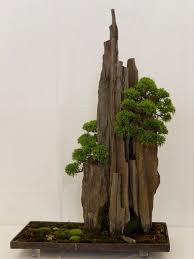 Maintenance pruning, which keeps defoliate deciduous trees after new growth has settled in. Intervencao Jose Romussi Garimpa Fotos De Bailarinas Antigas E Costuras Linhas Coloridas Em Seus Vestidos Bonsai Art Bonsai Tree Bonsai Garden
