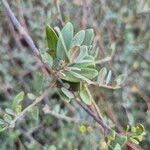 Image result for Cadaba farinosa