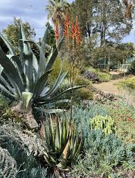 Image result for Aloe bukobana