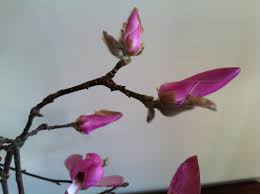 1,158 fresh cut flower supplies products are offered for sale by suppliers on alibaba.com, of which decorative flowers & wreaths accounts for 15%, christmas decoration supplies accounts for 1%, and other home decor accounts for 1. Forcing Branches For A Preview Of Spring White Flower Farm S Blog