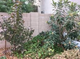 This is my small backyard. How To Utilize High Density Planting The Right Way Garden Of Luma