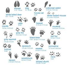 Animal Tracks Guide Infographic Animal Tracks Hunting Tips