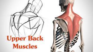 Maybe you would like to learn more about one of these? How To Draw The Upper Back Muscles Anatomy And Motion Youtube