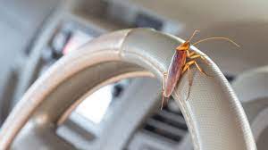 Maybe you would like to learn more about one of these? Puas Hati Kutip Modal Tak Sampai Rm10 Lelaki Ini Kongsi Cara Mudah Hapuskan Lipas Dalam Kereta Buzzkini