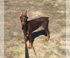 European dobermans from imported parents! View Ad Doberman Pinscher Puppy For Sale Near Minnesota Bovey Usa Adn 211288