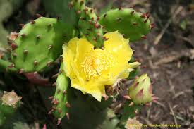 When you take steps to eliminate mosquitoes, you not only get rid of the irritating skin itching and the annoying humming sound of mosquitoes near your ears but you also protect yourself against all the dangerous diseases that a mosquito bite can give you. Pricklypear Cactus Wanted And Unwanted Indiana Yard And Garden Purdue Consumer Horticulturepurdue University Indiana Yard And Garden Purdue Consumer Horticulture