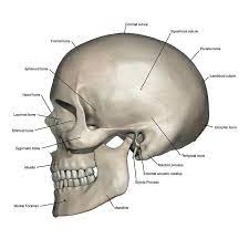 Lateral View Of Human Skull Anatomy By Alayna Guza Human Skull Anatomy Skull Anatomy Head Anatomy