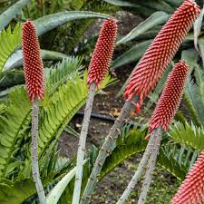 Image result for Aloe excelsa