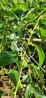 Image result for Colubrina asiatica