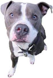 The ape atoll calculations are only considered valid if the fairy ring method works. Clinton Illinois Animal Rescue Second Chance For Pets