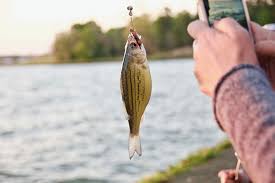 Maybe you would like to learn more about one of these? Best Live Bait For Freshwater Fishing Fishmaster Blog