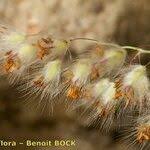 Image result for Tricholaena