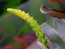 Image result for Aponogetonaceae