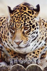 Animal By Tangerinegreen1986 On Deviantart Animals Animals Beautiful Dangerous Animals