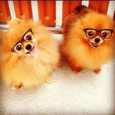 Nerdy Poms Cani Pomerania Cagnolini Volpino